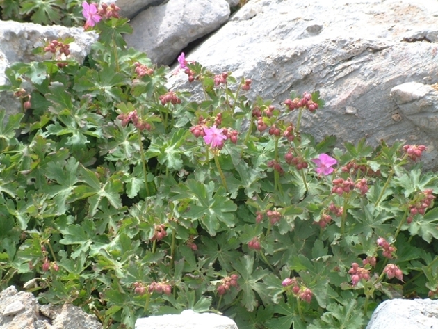 Geranium macrorrhizum / Geranio crestato